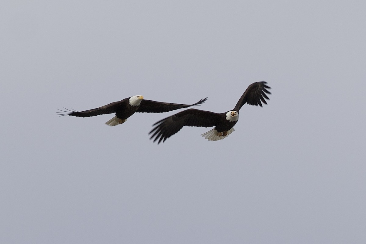 Bald Eagle - ML320500531