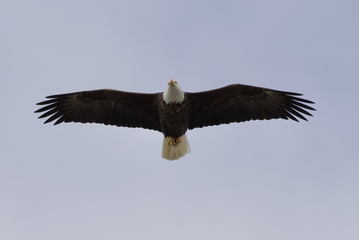 Bald Eagle - ML320500541