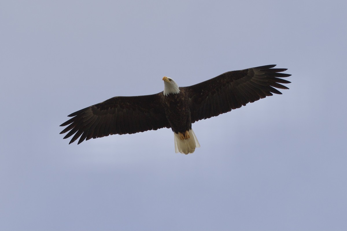 Bald Eagle - ML320500551