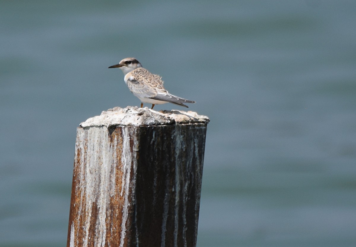 Least Tern - ML32050151