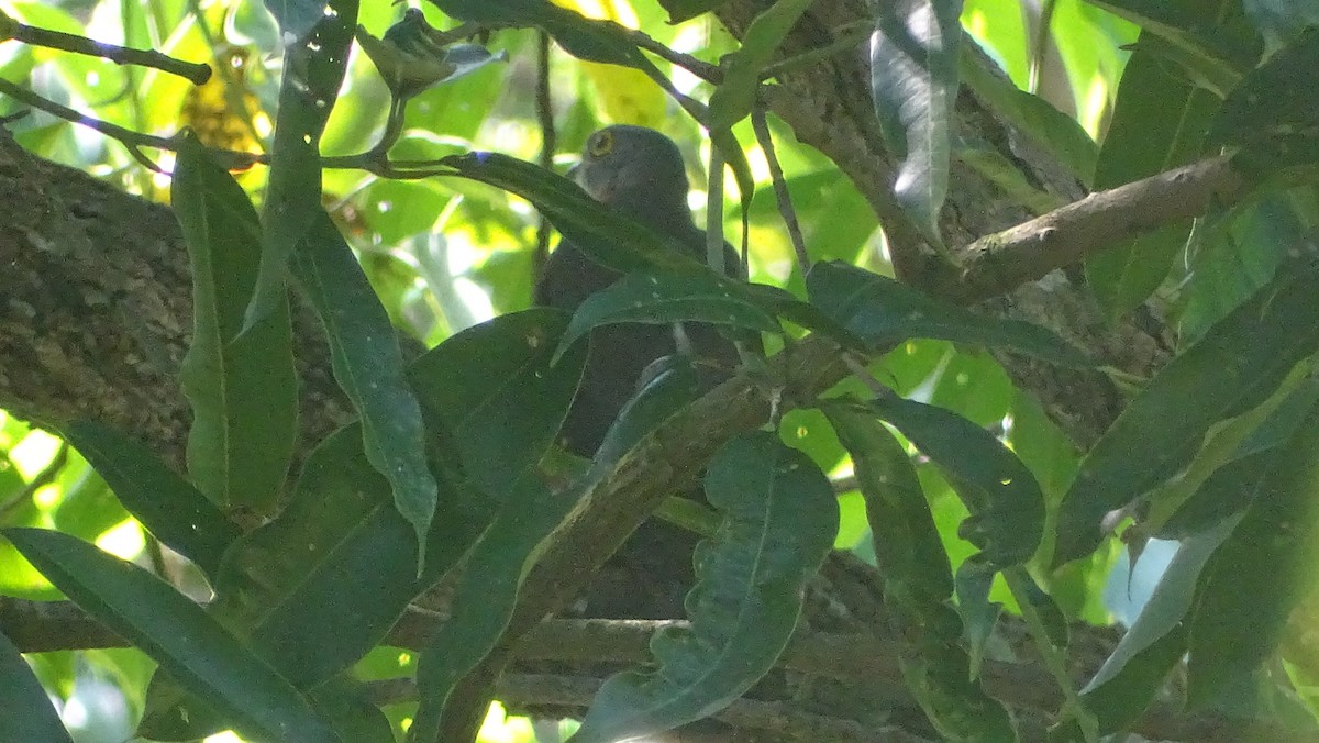 Philippine Hawk-Cuckoo - ML320503211