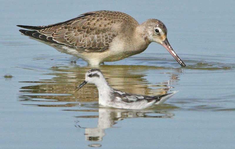 Hudsonian Godwit - ML32050411