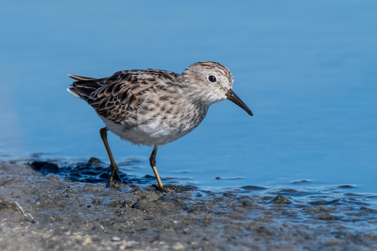 Least Sandpiper - Susan Teefy