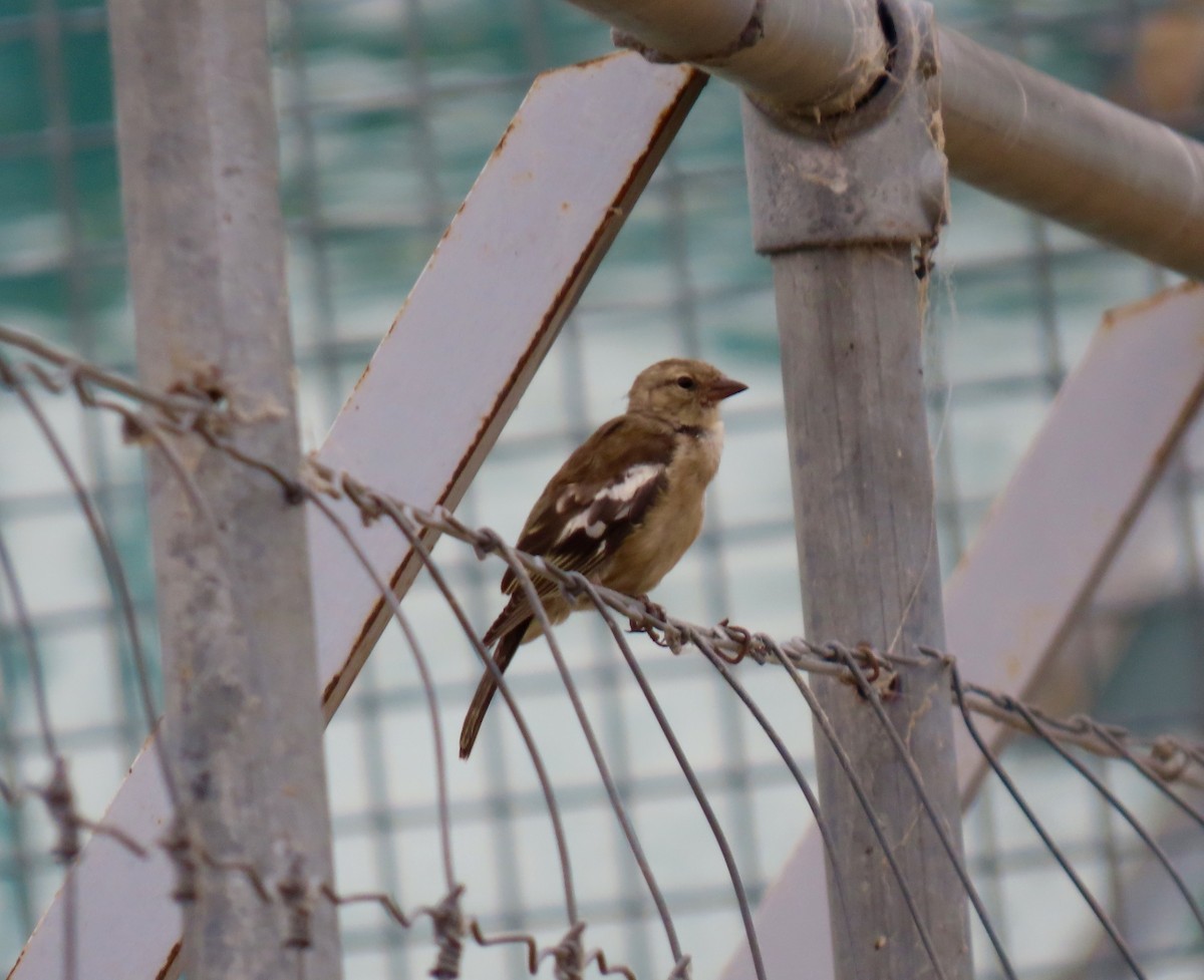 Common Chaffinch - ML320505671