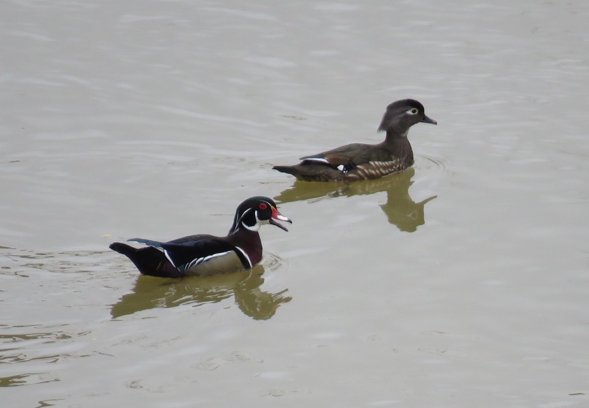 Wood Duck - ML320505721