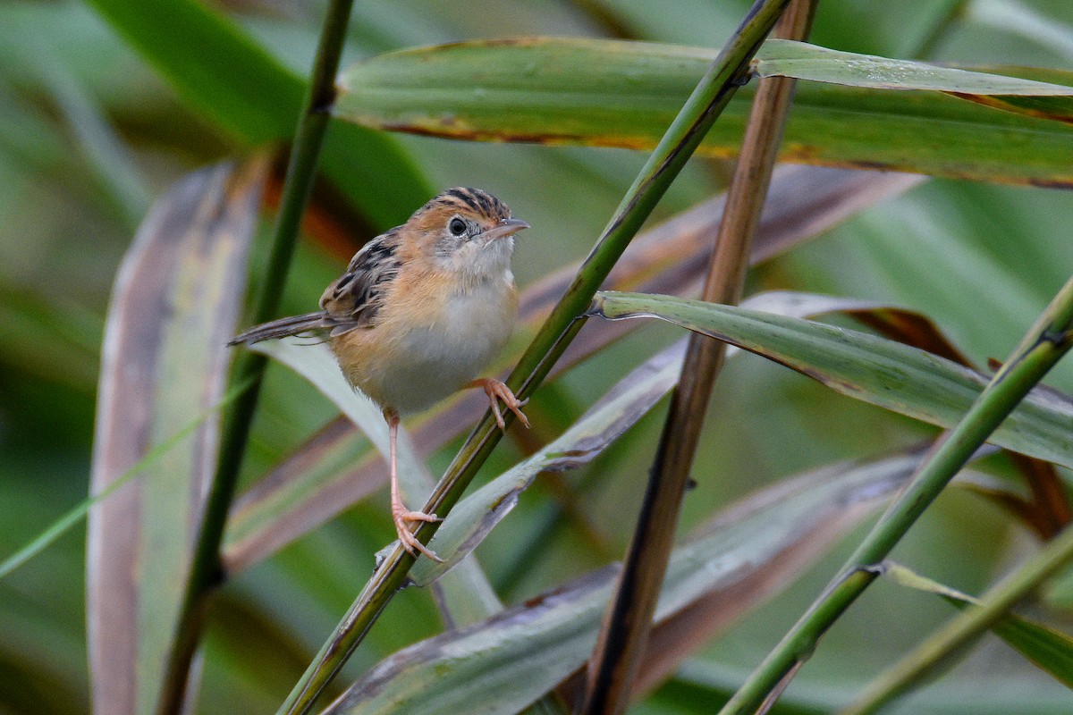 Golden-headed Cisticola - ML320509481