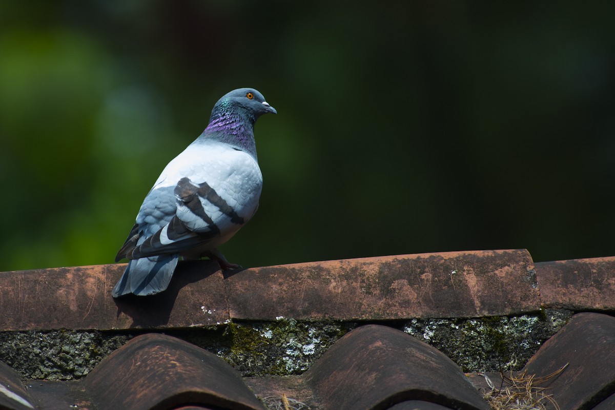 Rock Pigeon (Feral Pigeon) - ML32051021