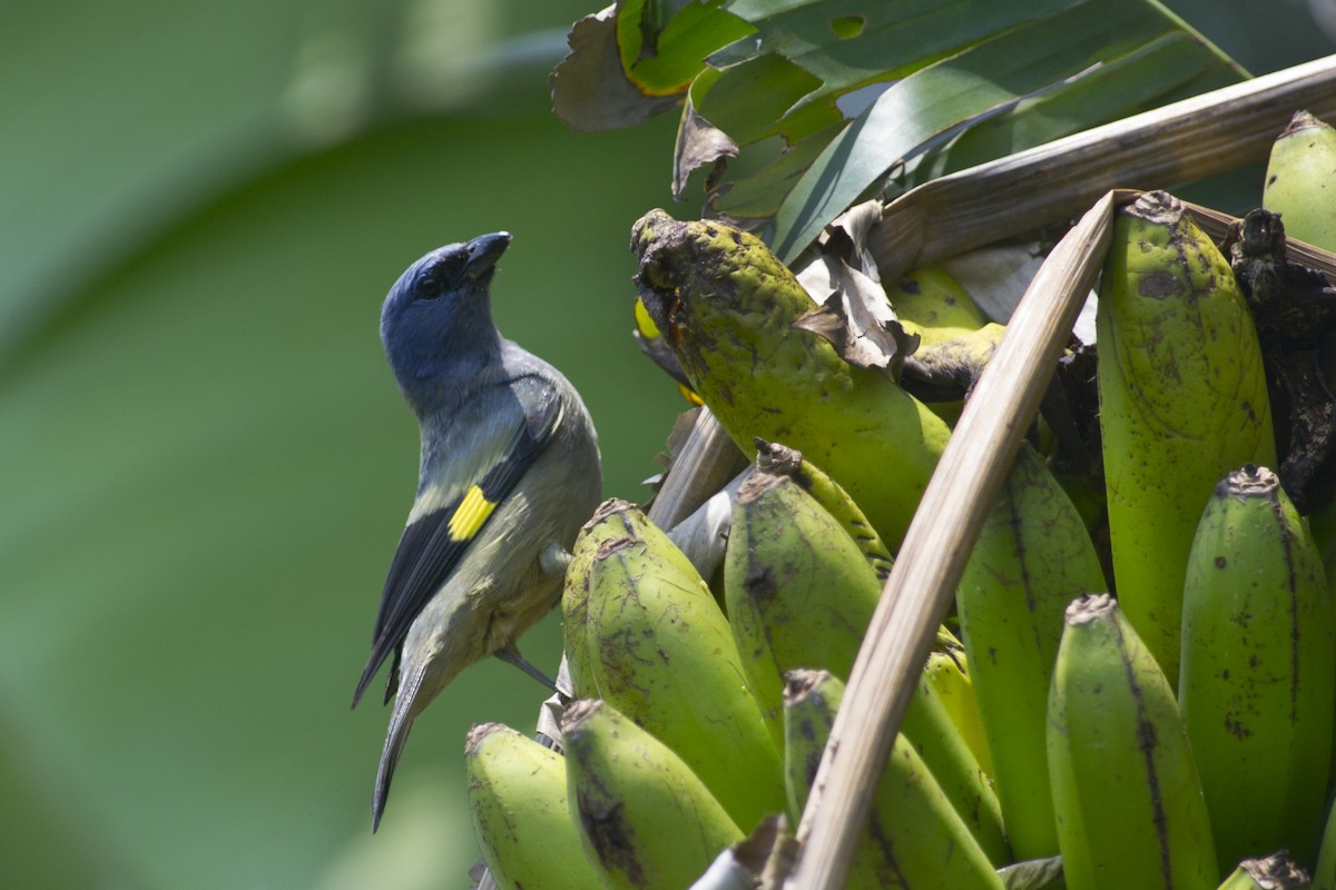 Yellow-winged Tanager - ML32051071