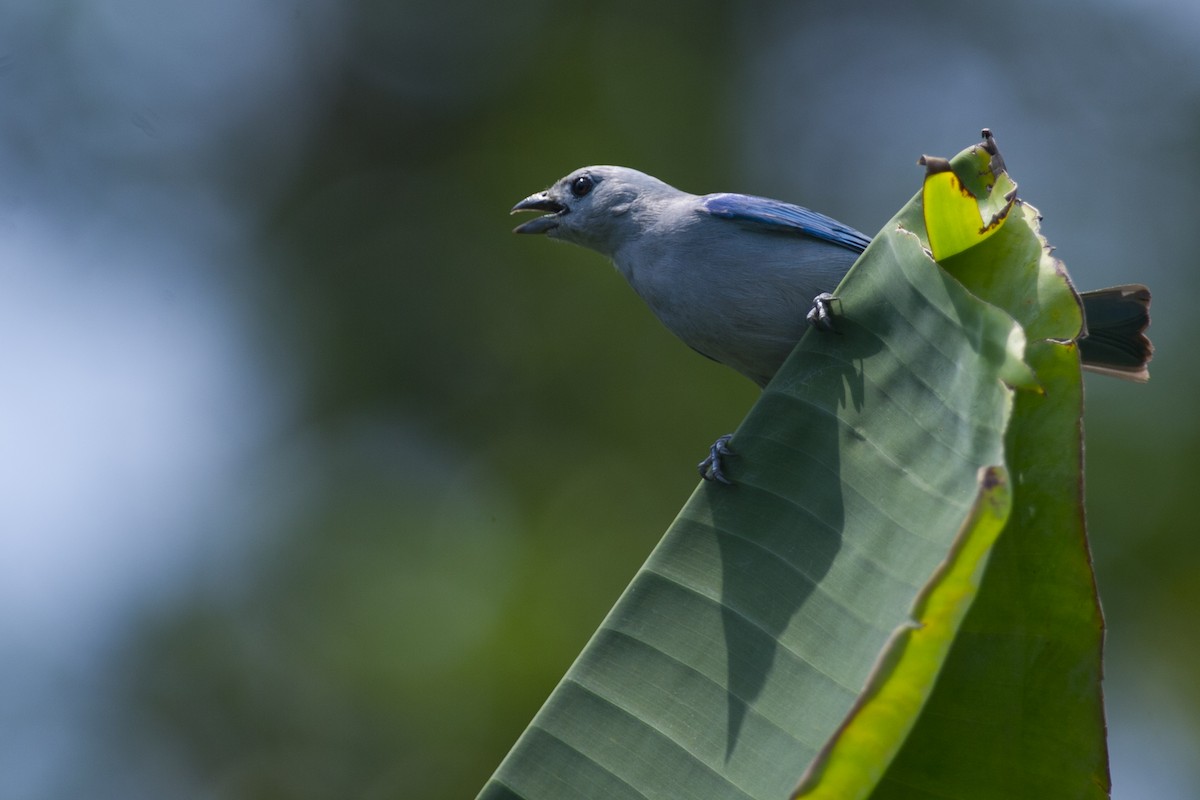 Blue-gray Tanager - ML32051091