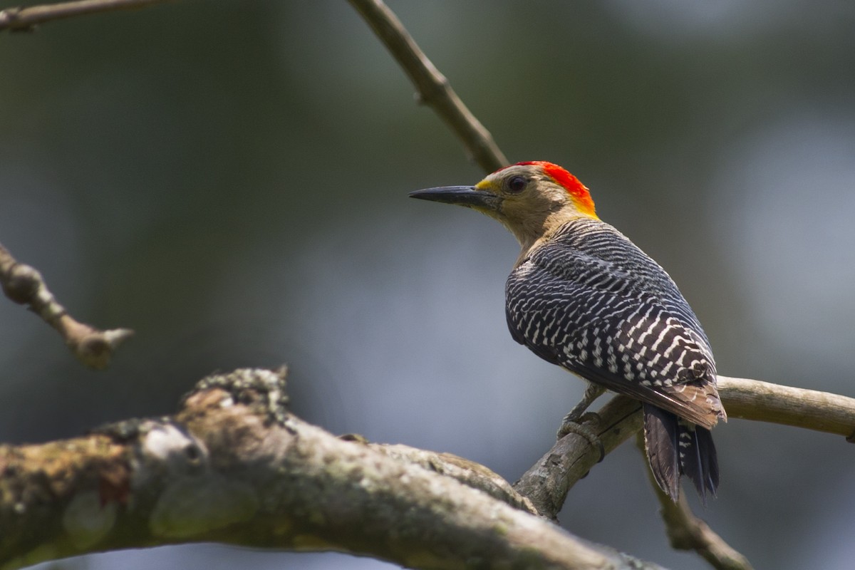 Golden-fronted Woodpecker - ML32051101