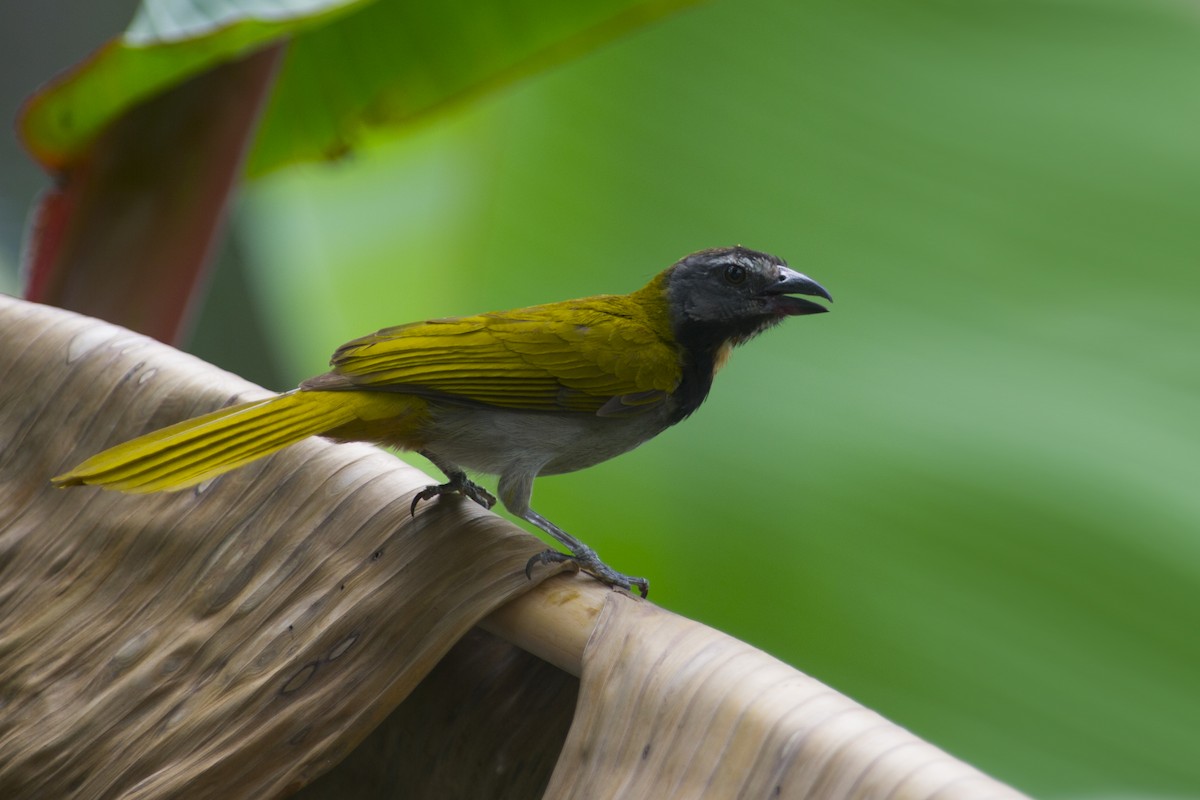 Buff-throated Saltator - ML32051121