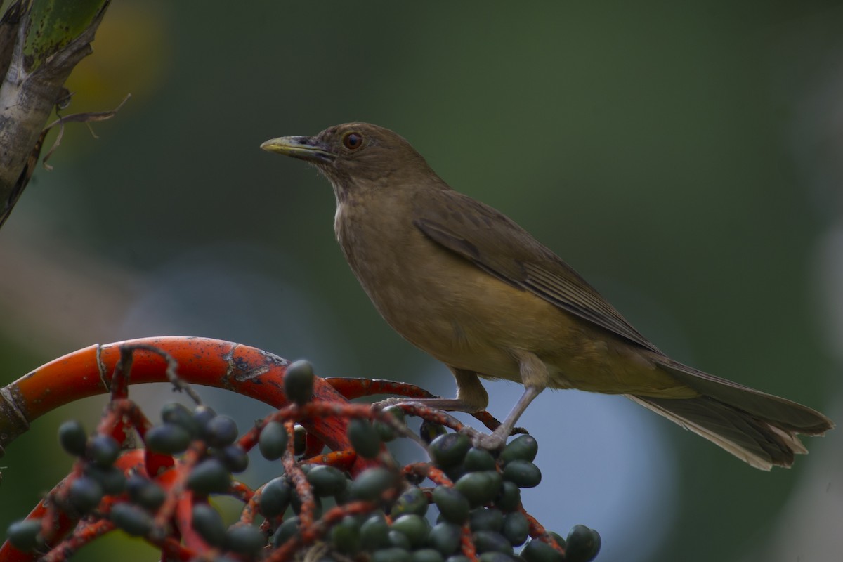 Clay-colored Thrush - ML32051131