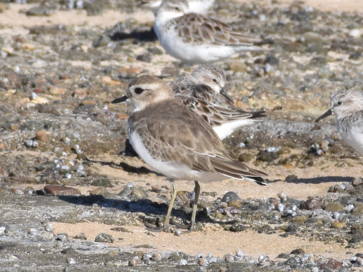 Double-banded Plover - Archie Brennan