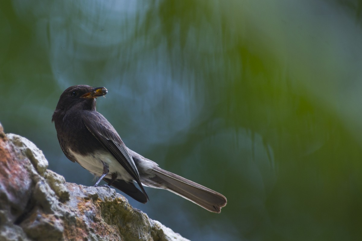 Black Phoebe - ML32051261