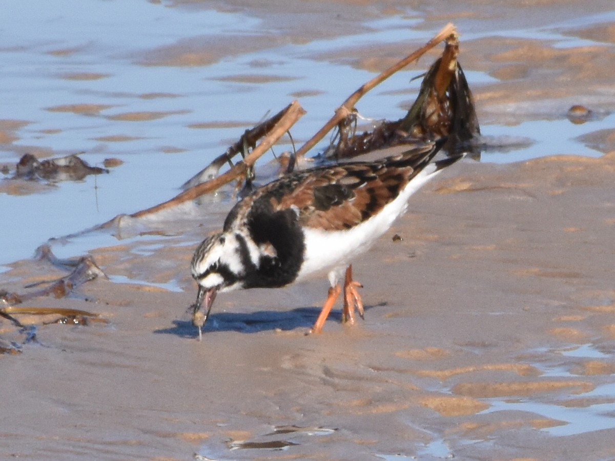 Ruddy Turnstone - Archie Brennan