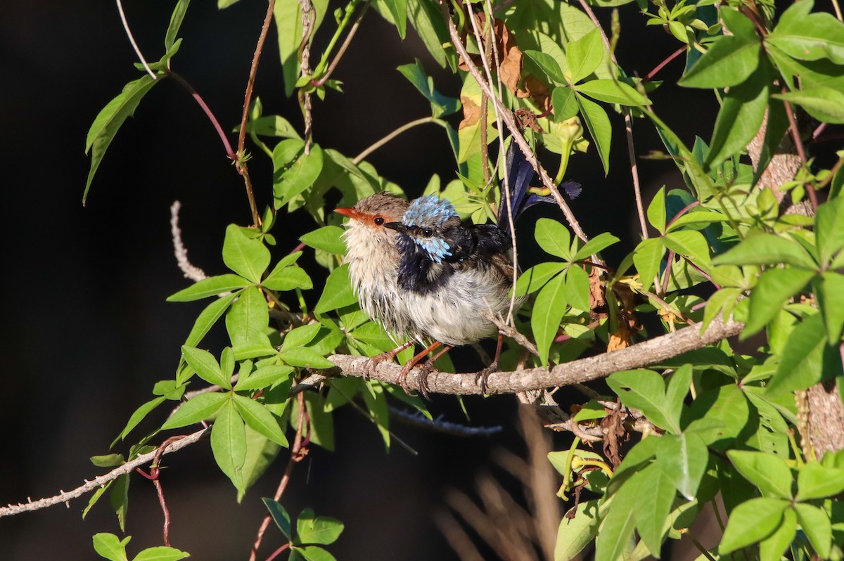 Superb Fairywren - ML320513561