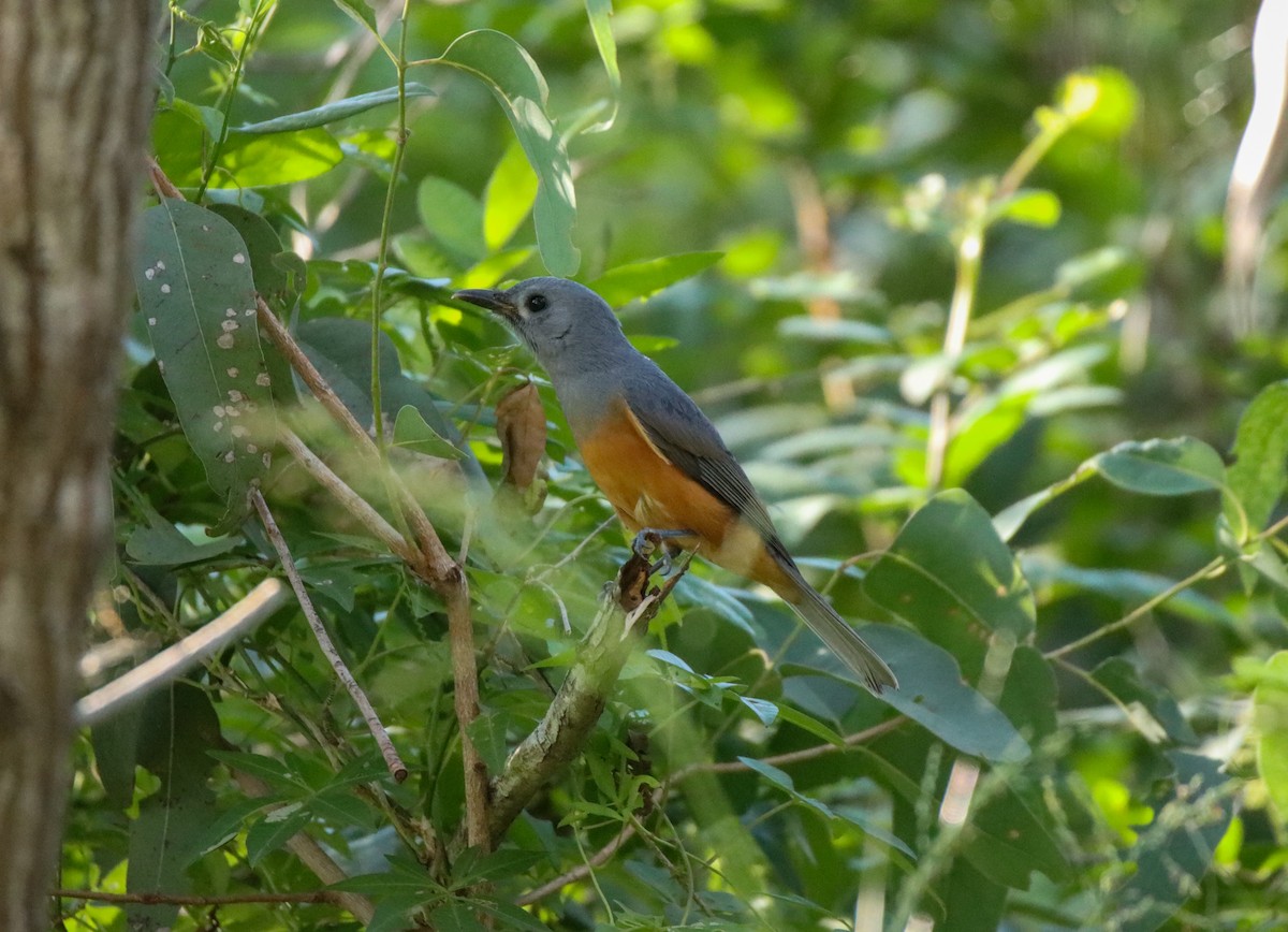 Black-faced Monarch - ML320513581
