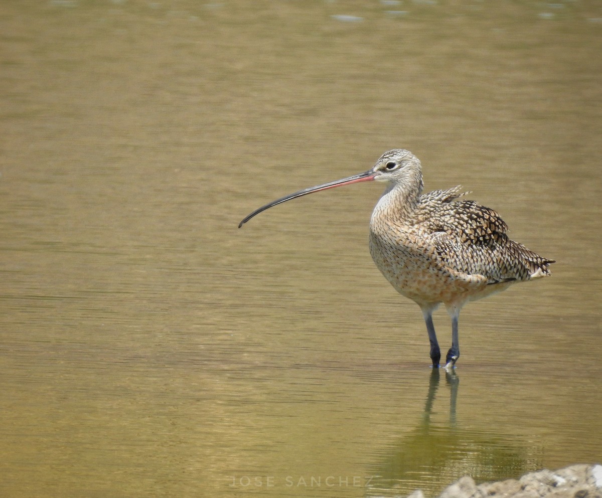 Long-billed Curlew - Jose Sanchez