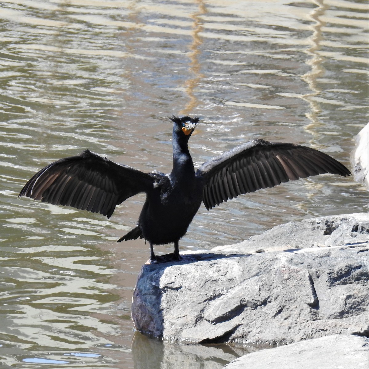 Double-crested Cormorant - ML320514501