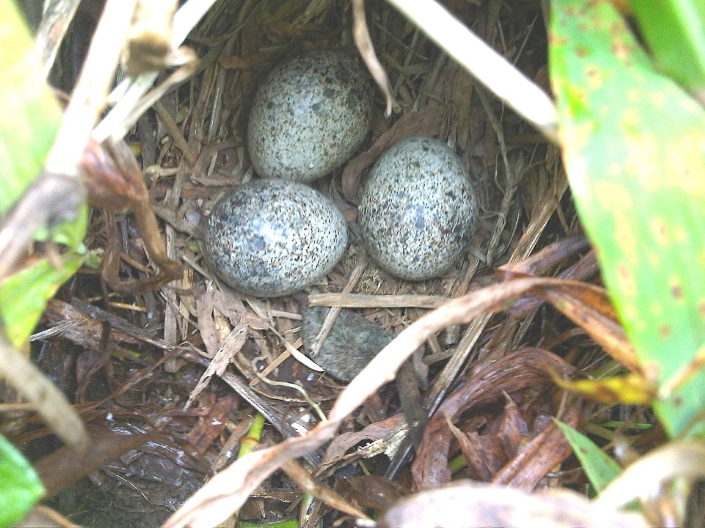 Spotted Buttonquail - ML320514591