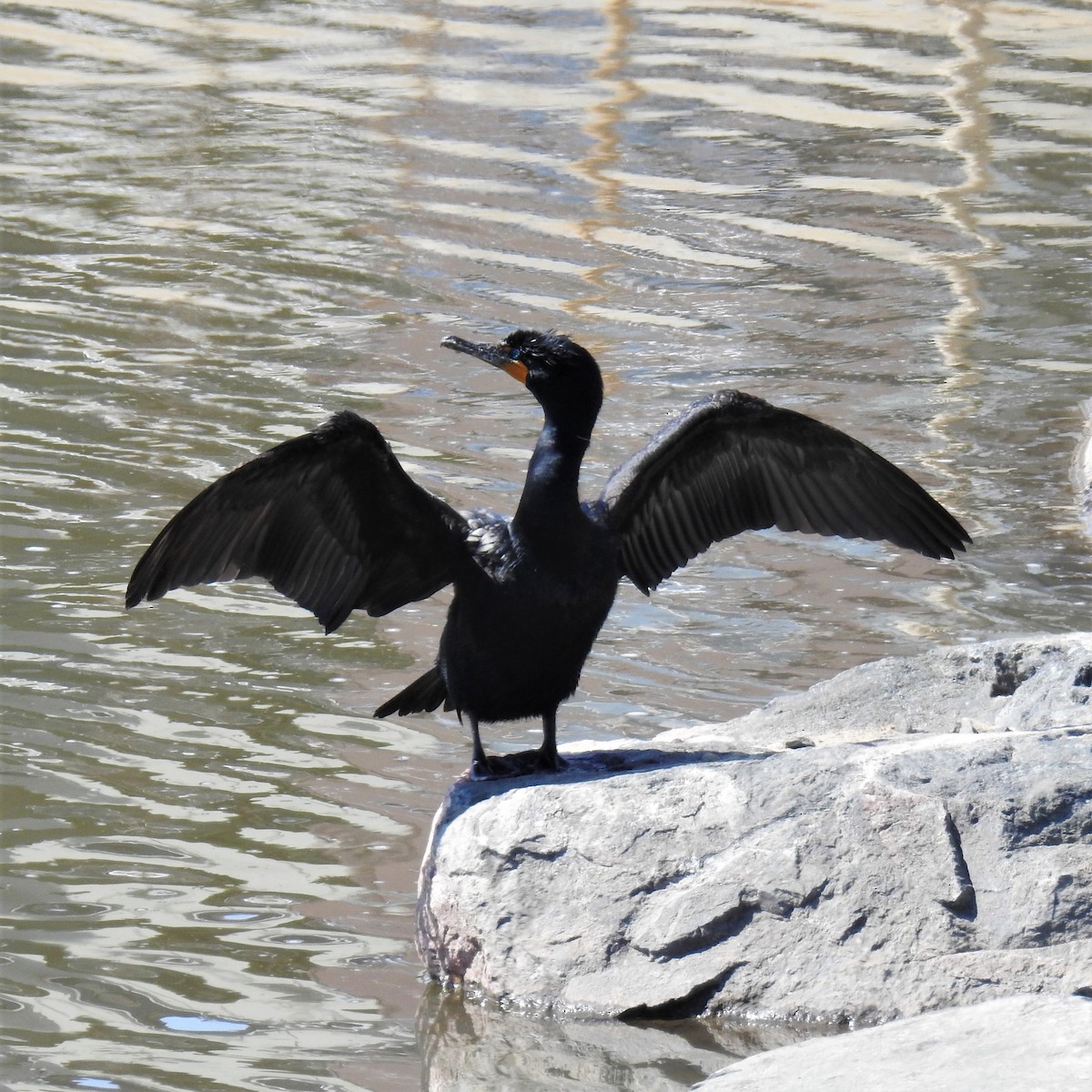 Double-crested Cormorant - ML320515121