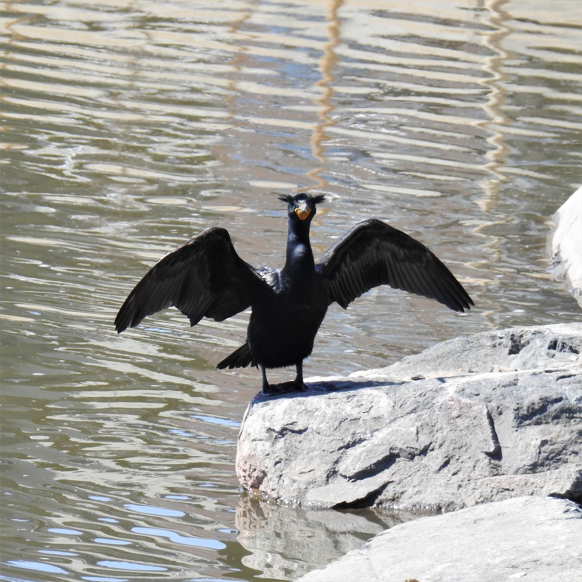 Double-crested Cormorant - ML320515801