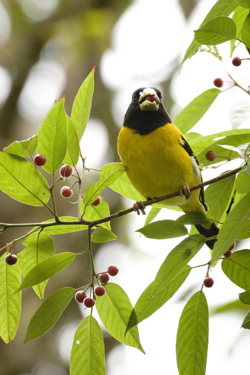 Hooded Grosbeak - ML320516551