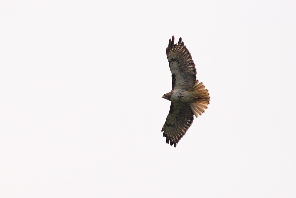 Red-tailed Hawk - ML320516961