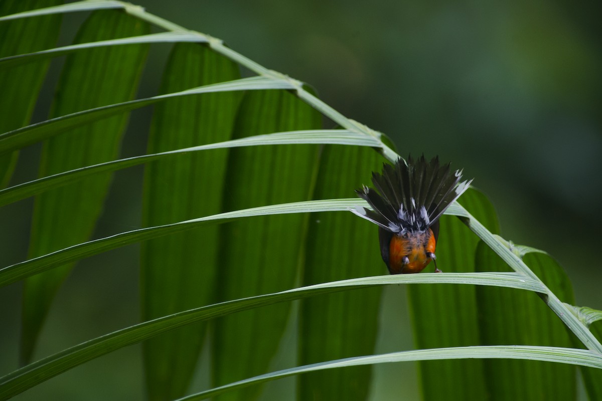 Slate-throated Redstart - ML32051711