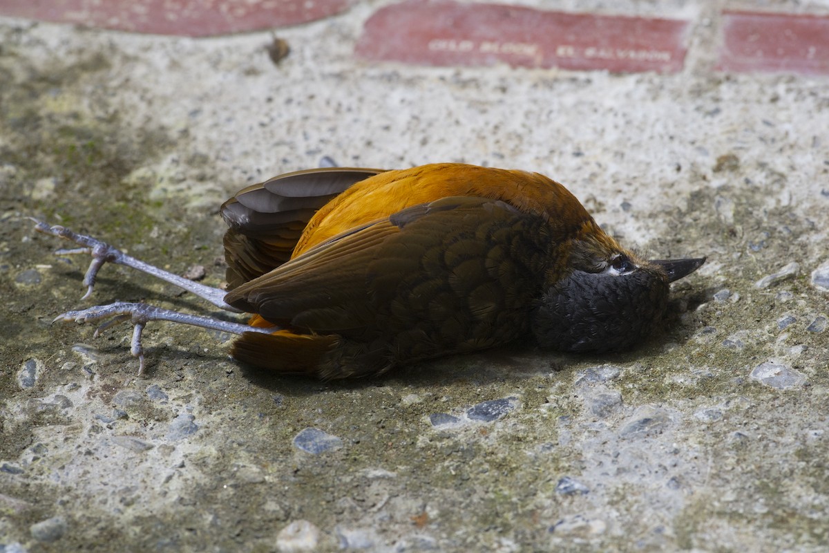 Scaled Antpitta - ML32051731