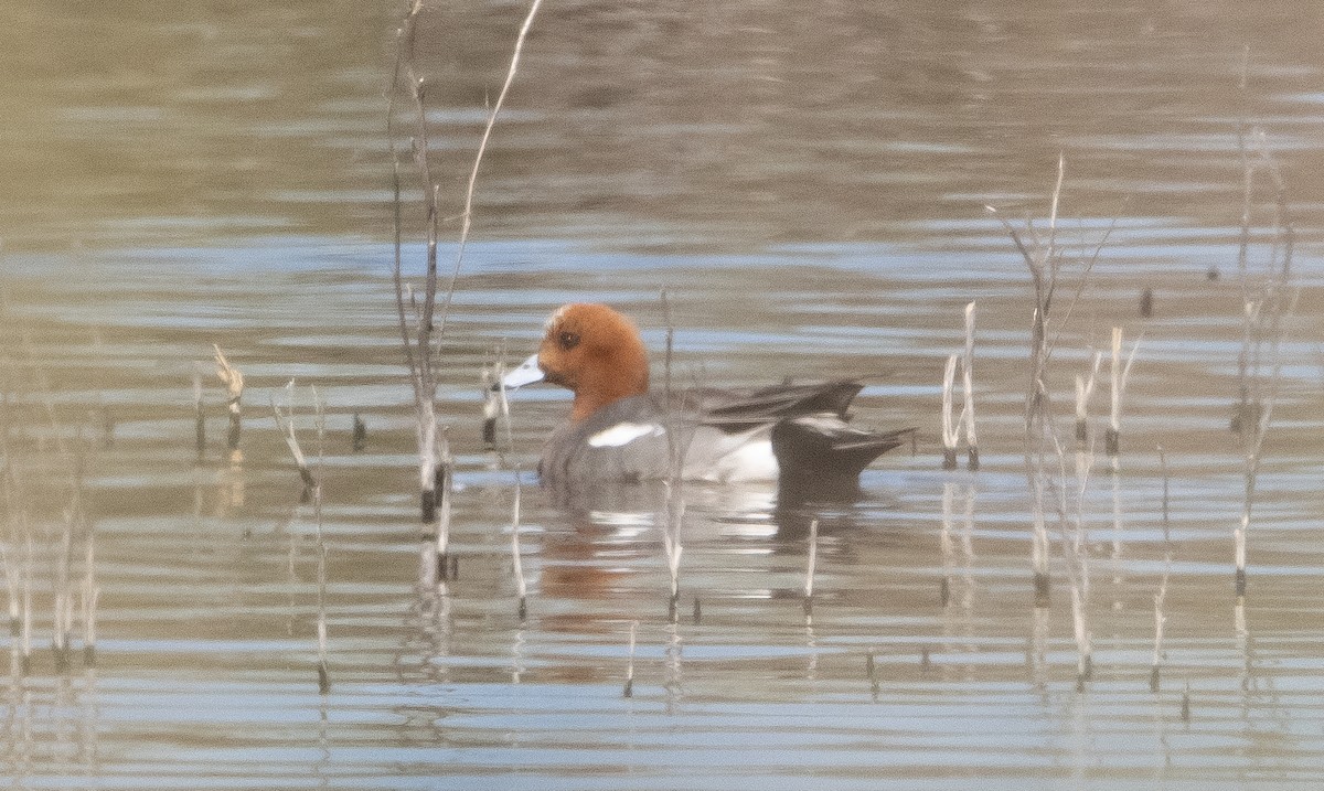 Eurasian Wigeon - ML320518051