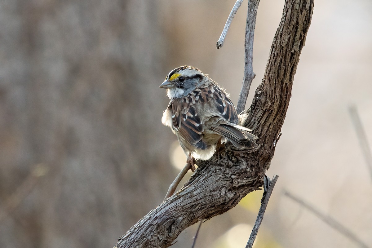 White-throated Sparrow - Dave Rodriguez