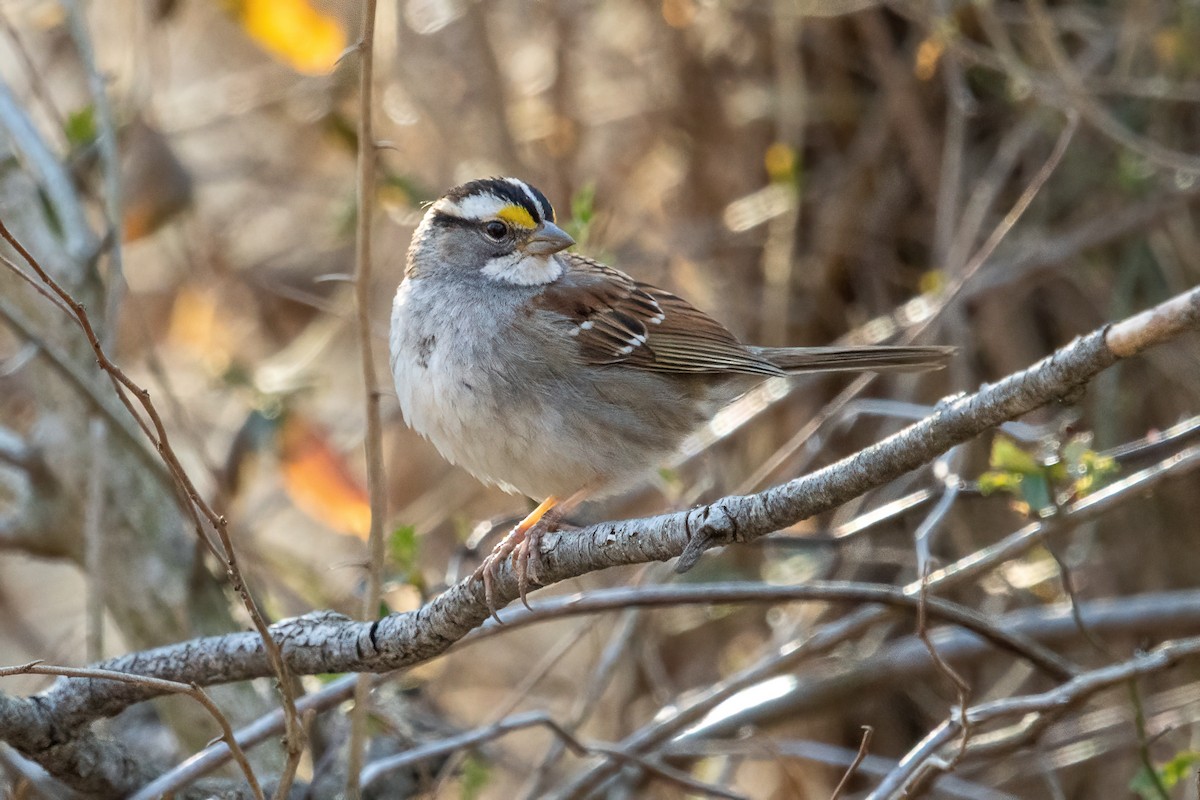 White-throated Sparrow - Dave Rodriguez