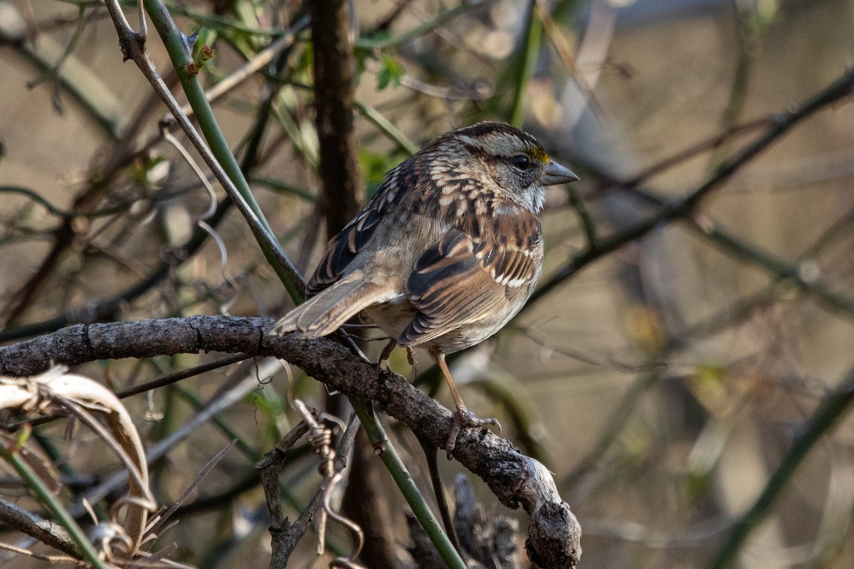 White-throated Sparrow - ML320518971