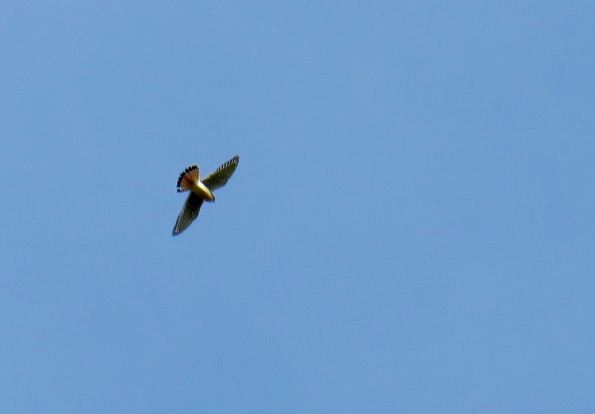 American Kestrel - ML320519271