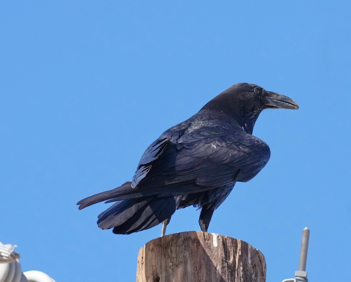 Common Raven - ML320520281