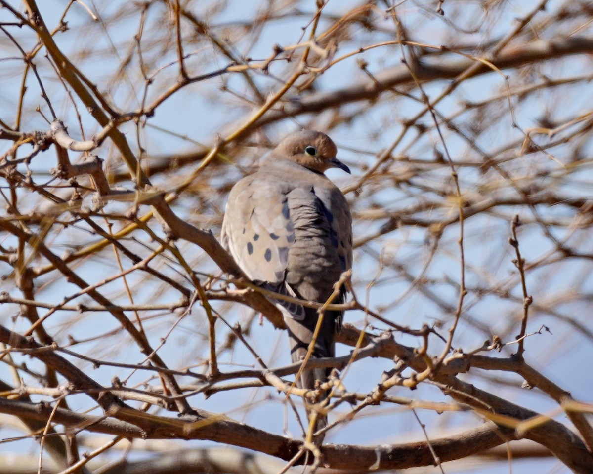 Mourning Dove - ML320520941