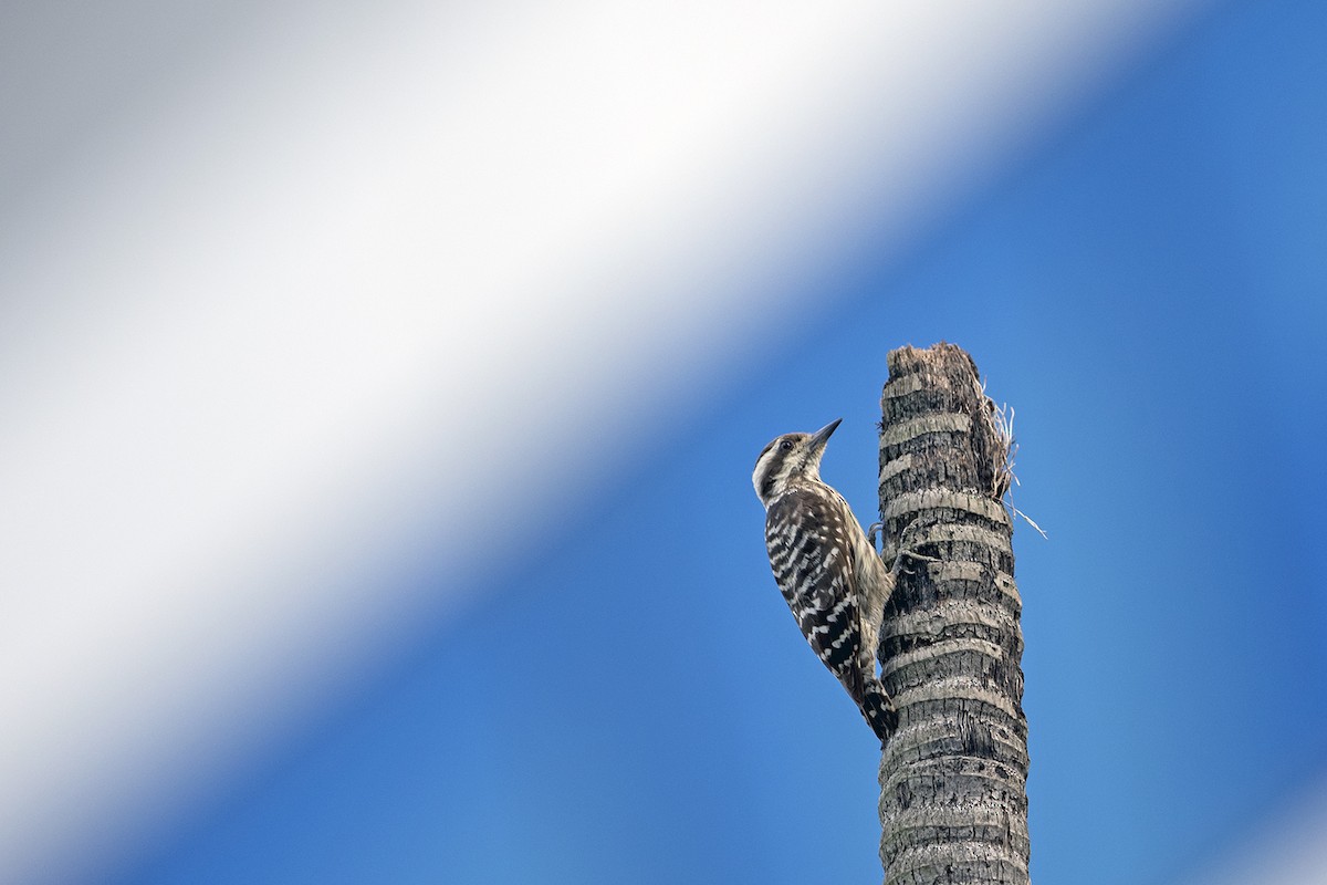 Sunda Pygmy Woodpecker - ML320521681