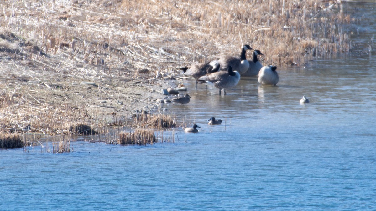 Blue-winged Teal - ML320524821