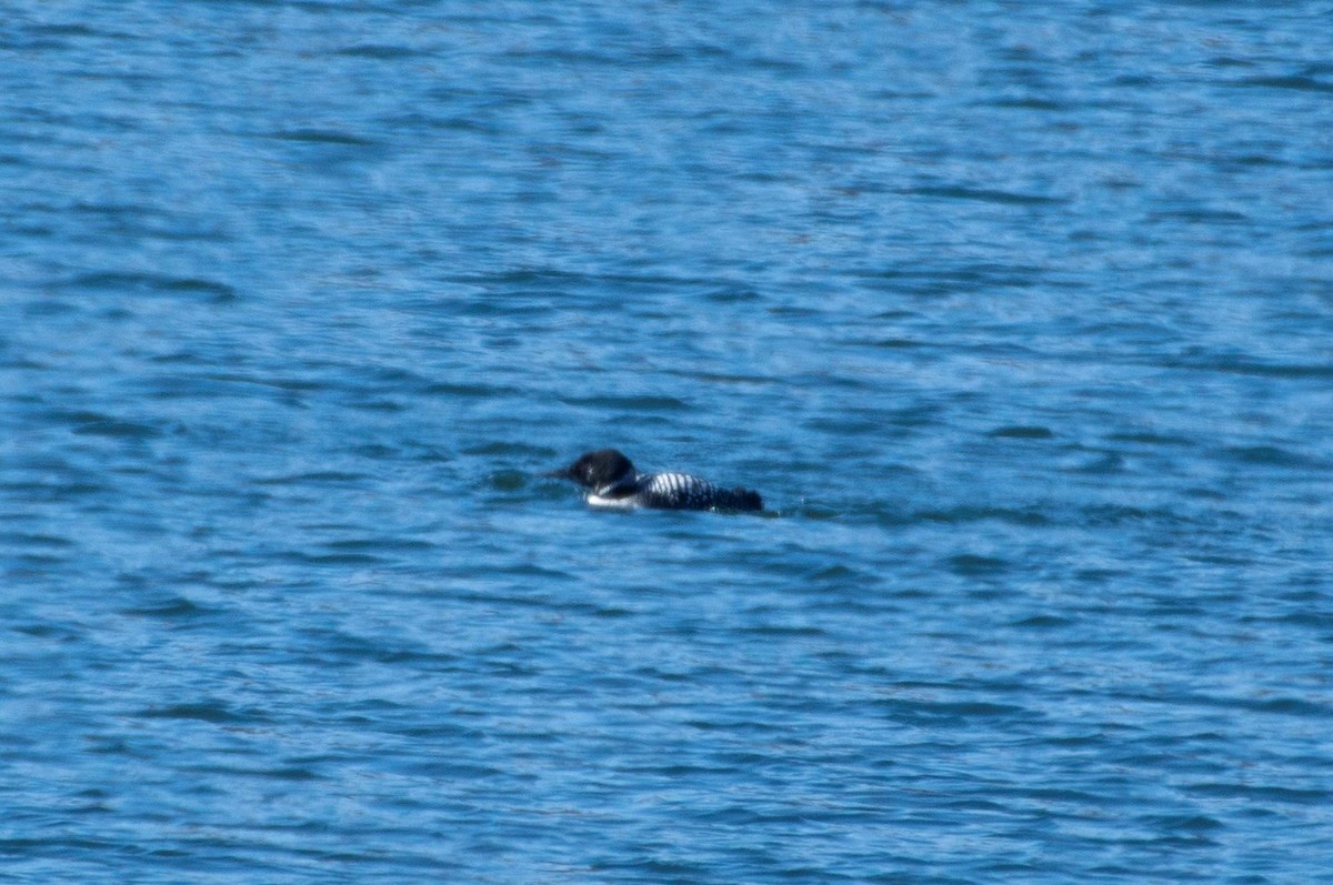 Common Loon - ML320524841