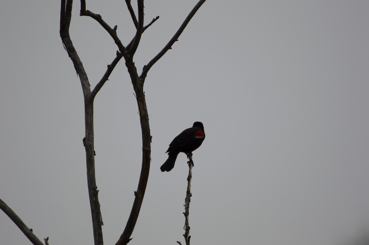 Red-winged Blackbird - ML320525751