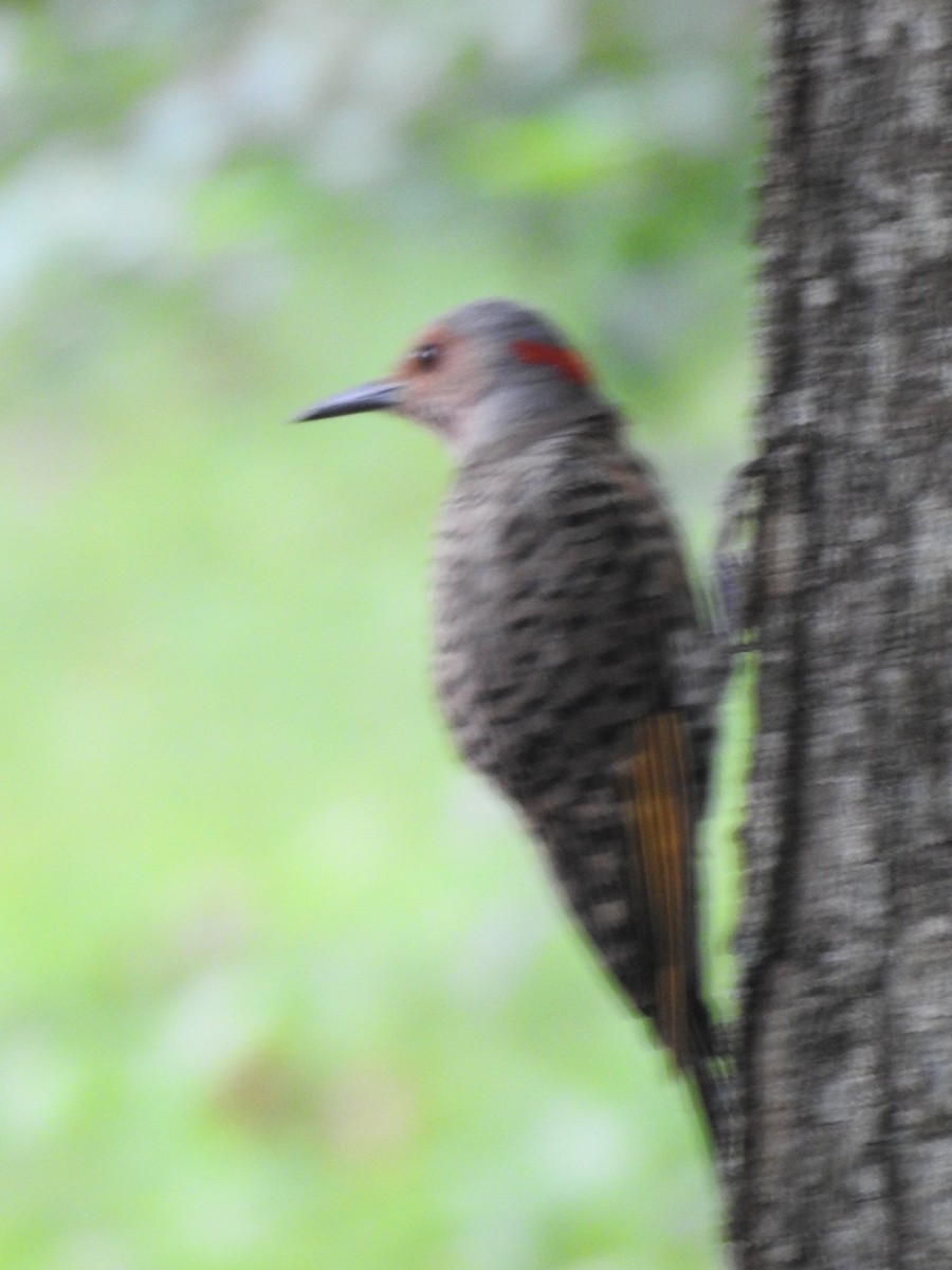 Northern Flicker (Yellow-shafted) - ML32052621