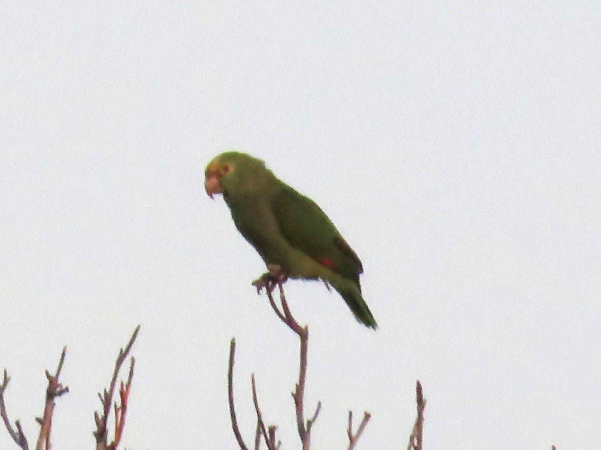 Yellow-headed Parrot - Naresh Satyan
