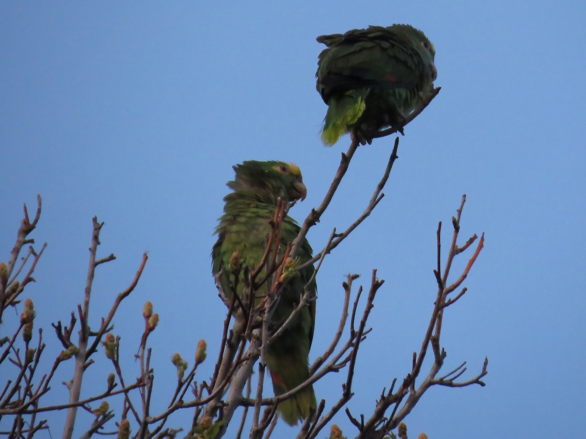 Yellow-headed Parrot - Naresh Satyan