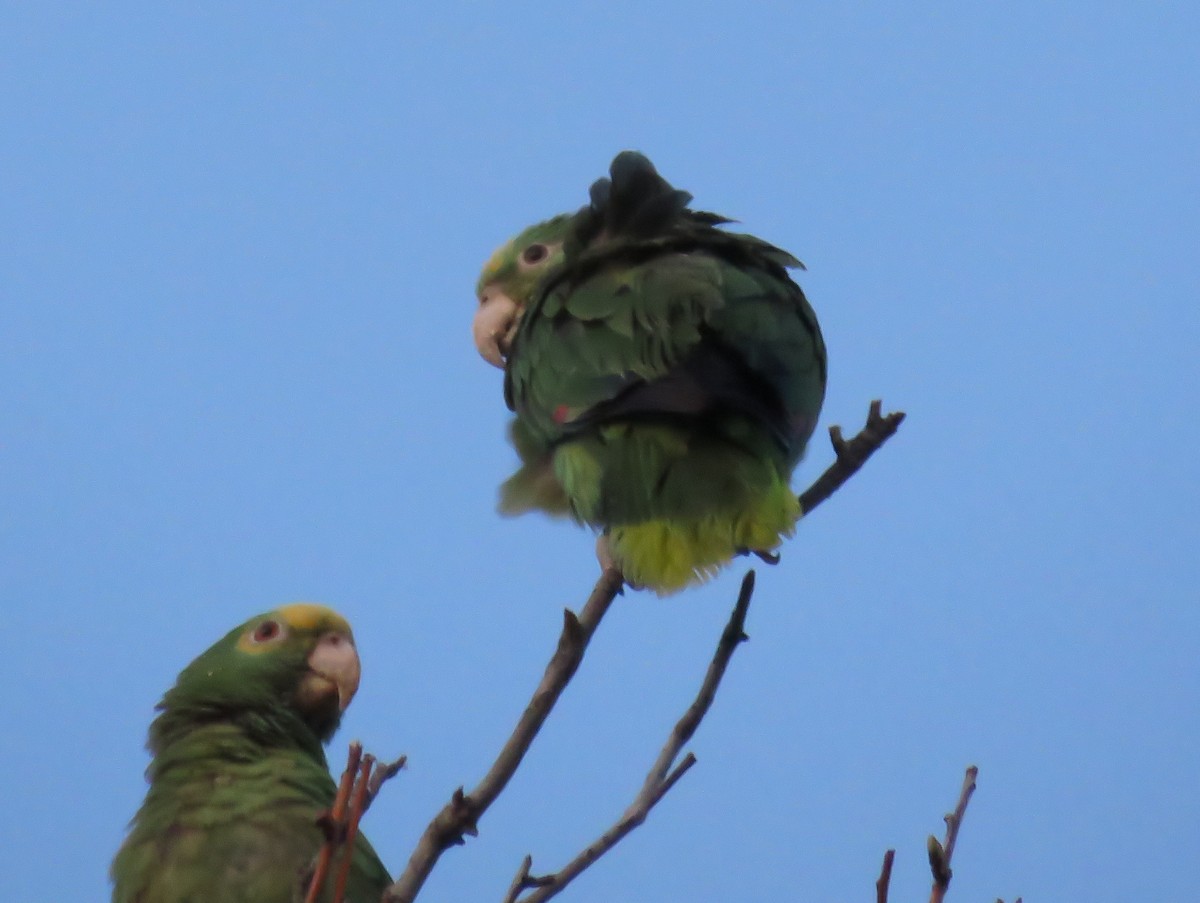 キガシラボウシインコ - ML320526461