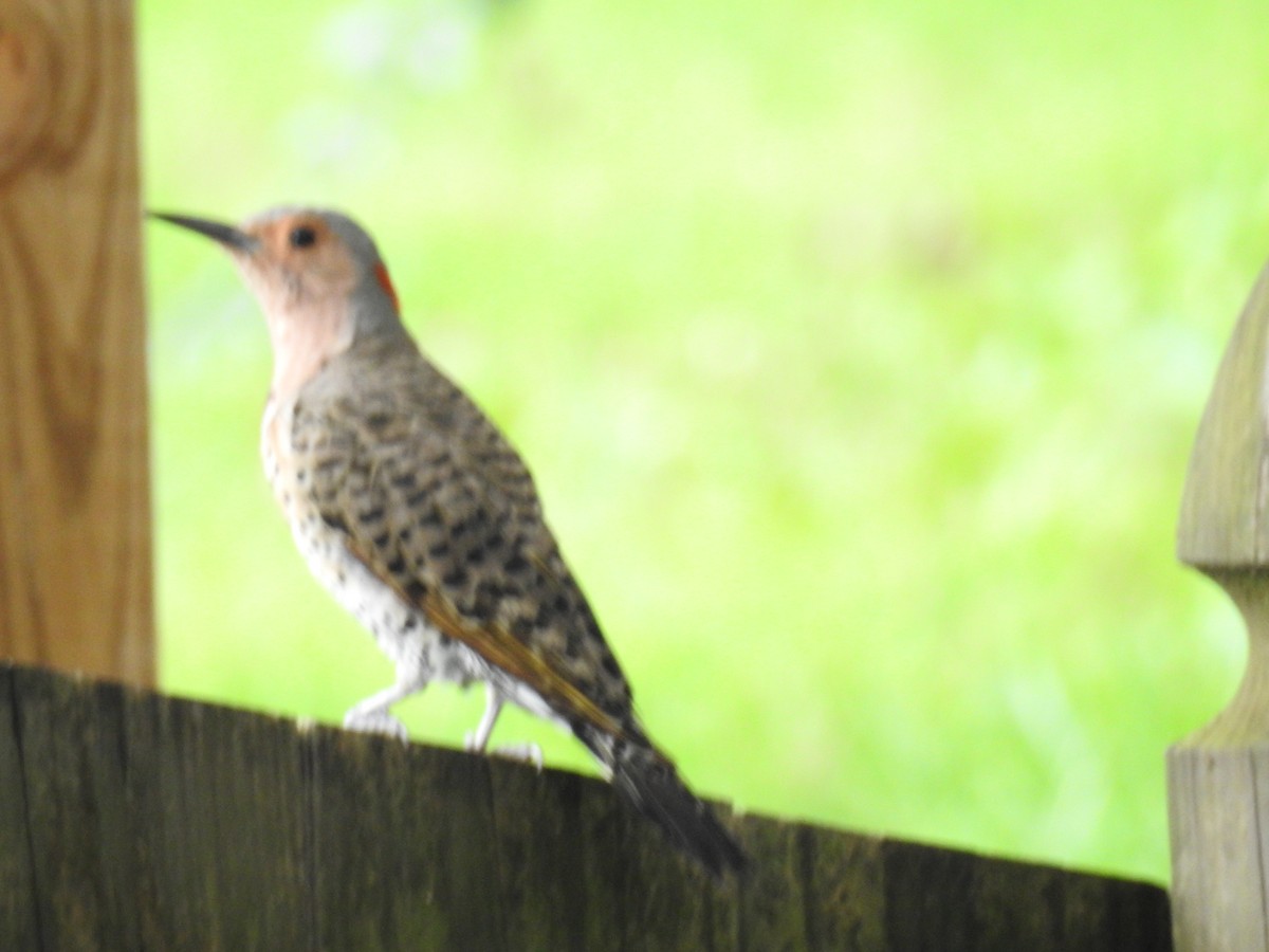 Northern Flicker (Yellow-shafted) - ML32052651