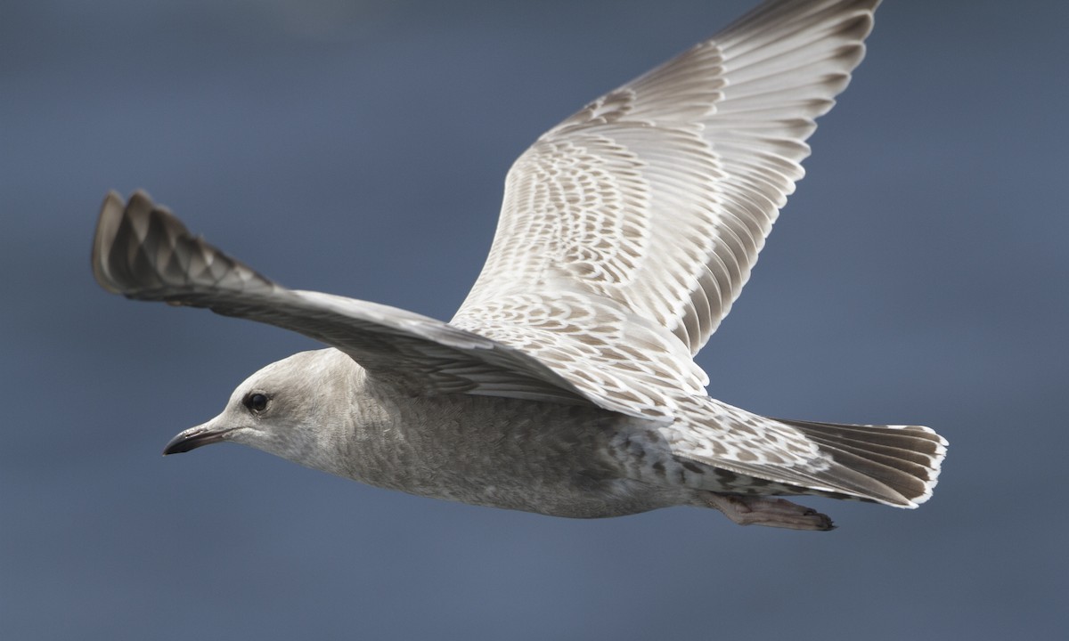 Short-billed Gull - Brian Sullivan