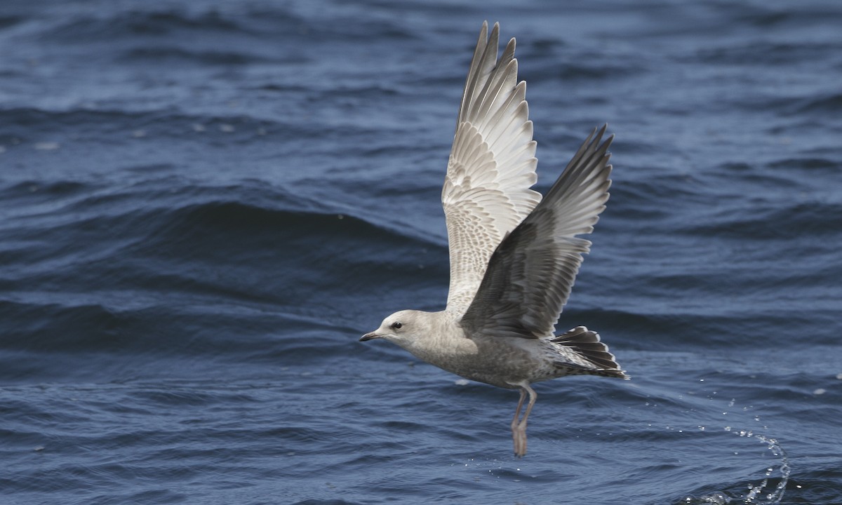 Short-billed Gull - ML32052791