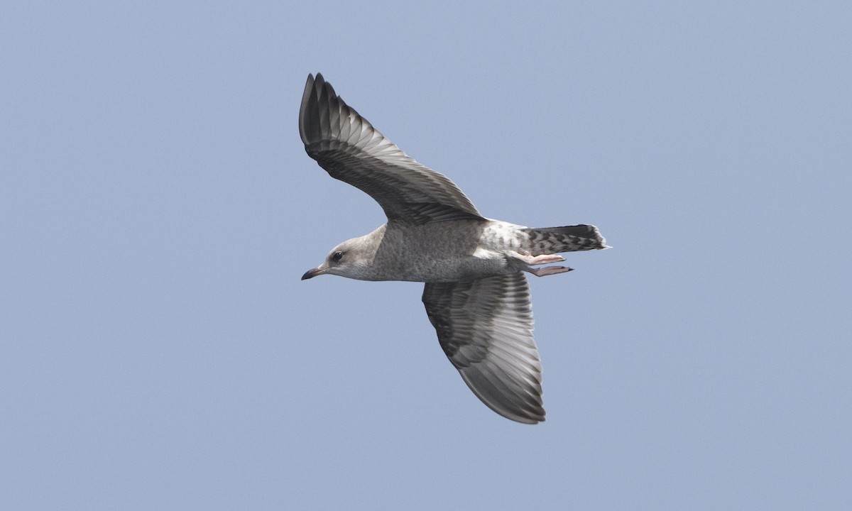 Short-billed Gull - ML32052801