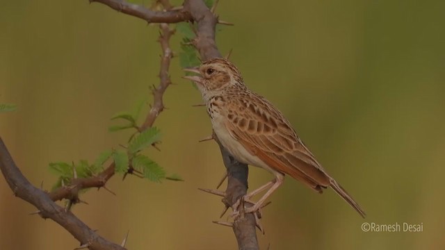 Indian Bushlark - ML320528211